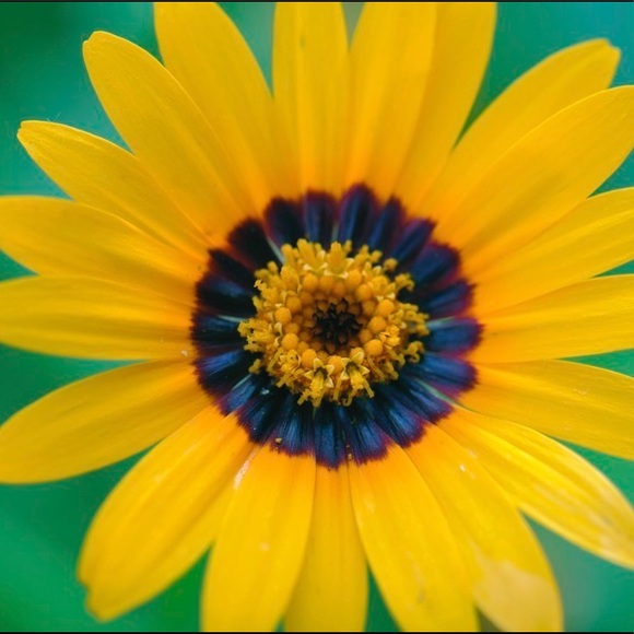 Meet your Posher, Liv - Picture 1 of 1